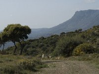 GR, Crete, Rethimnon, Fourousas 3, Saxifraga-Jan van der Straaten